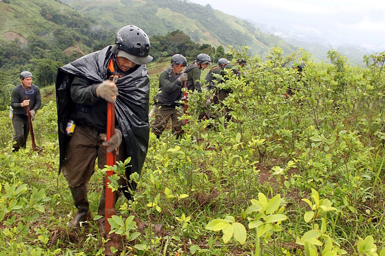 Más de 10 000 hectáreas de hoja de coca erradicó el Mininter en lo que va del año