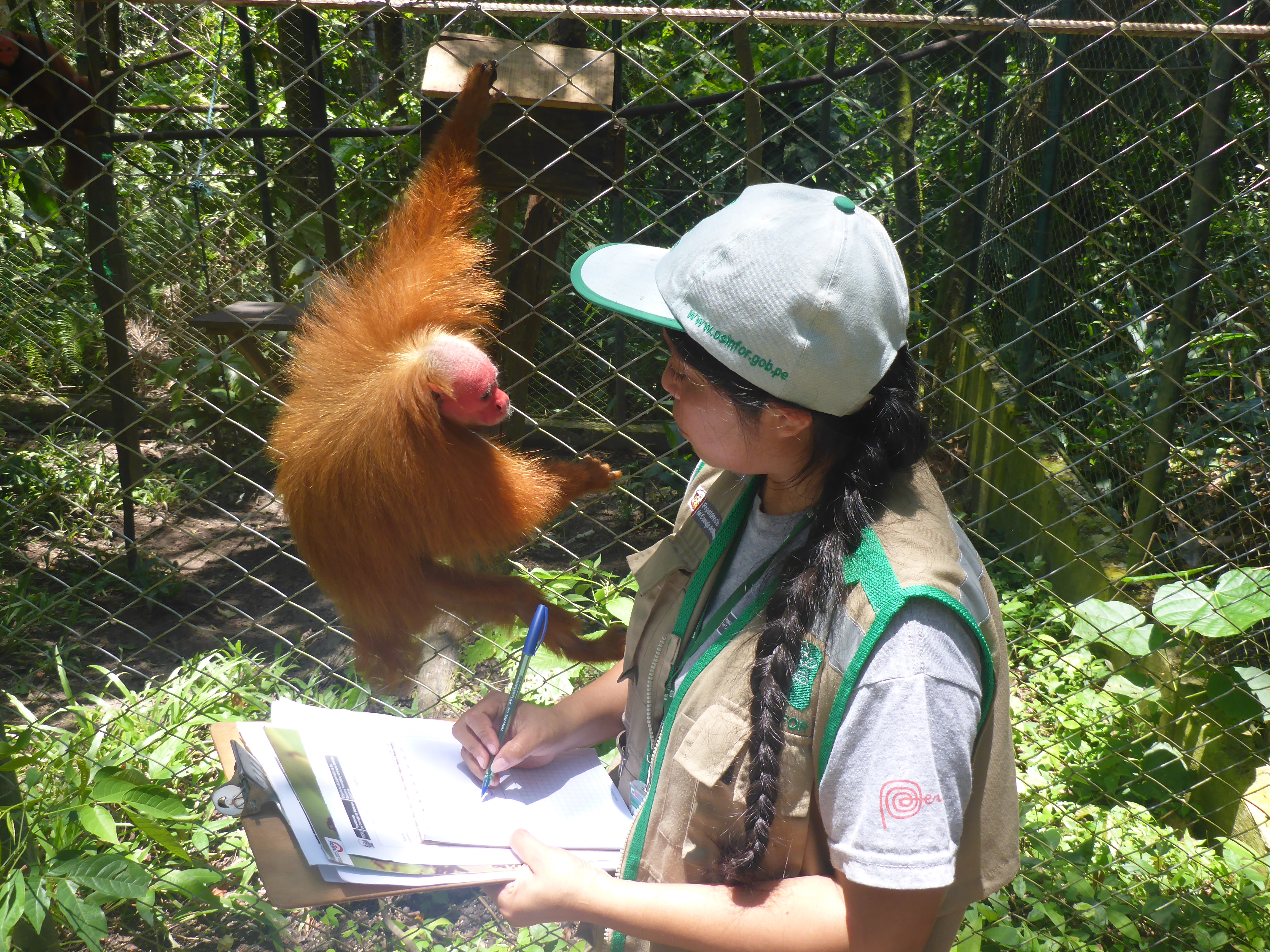 Usuarios del bosque de Amazonas y San Martín fueron capacitados por el OSINFOR sobre el proceso de supervisión de fauna silvestre.