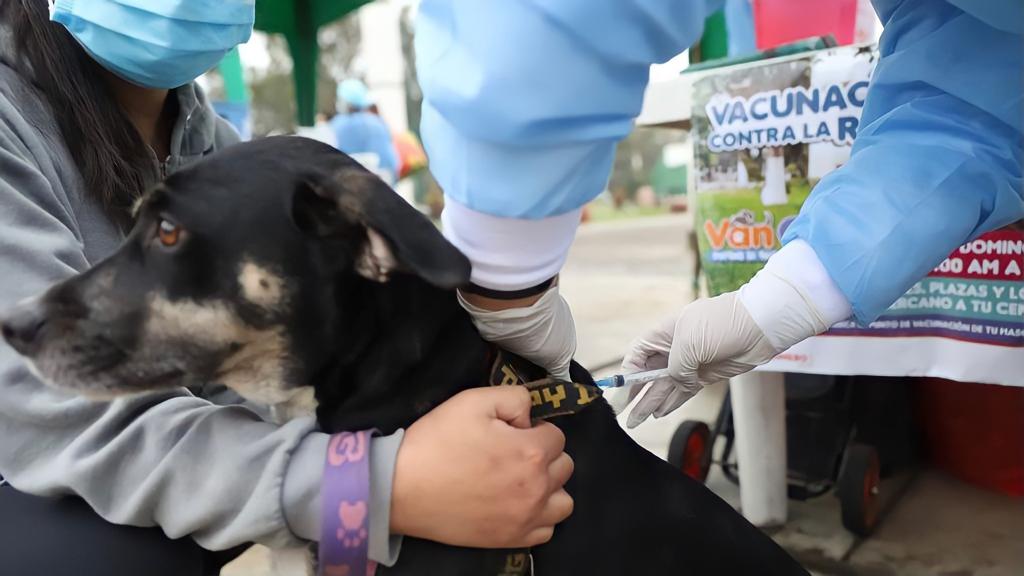 Puno: Diresa realiza campaña de vacunación antirrábica canina Van Can en Juliaca
