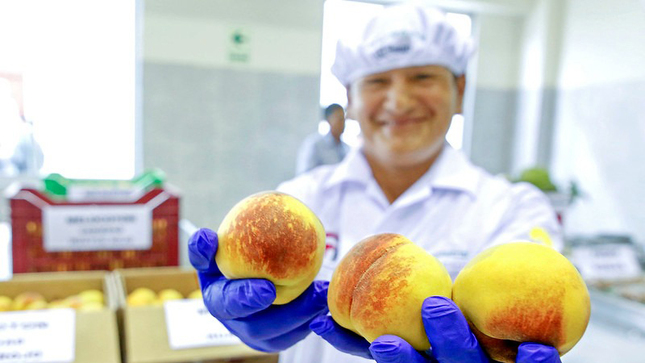 Imagen de persona sosteniendo mangos