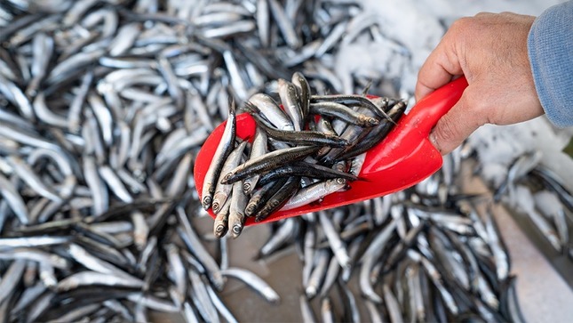 Imagen del recurso anchoveta
