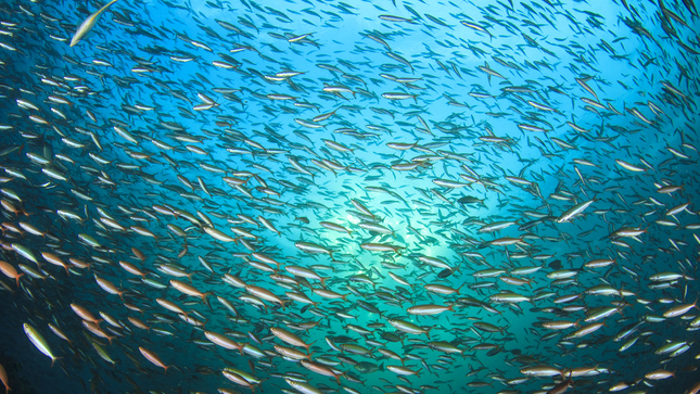 Imagen de cardumen de anchovetas