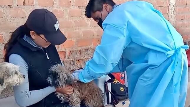 Minsa: 37 000 canes serán protegidos en la campaña de vacunación antirrábica canina VAN CAN en la provincia de Puno