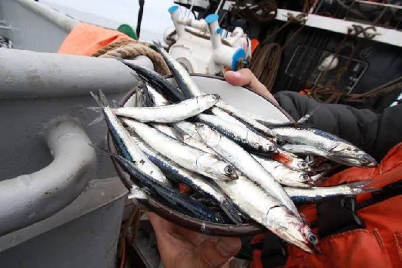 Imagen de pesca del recurso anchoveta