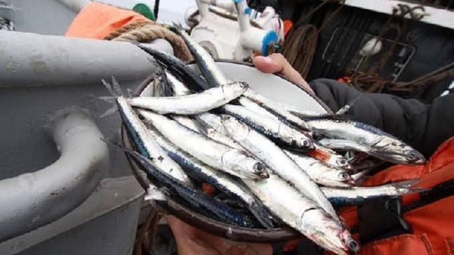 Imagen de pesca del recurso anchoveta