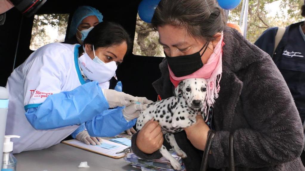 Minsa despliega más de 24 mil brigadas en la campaña de vacunación antirrábica canina VanCan 2022