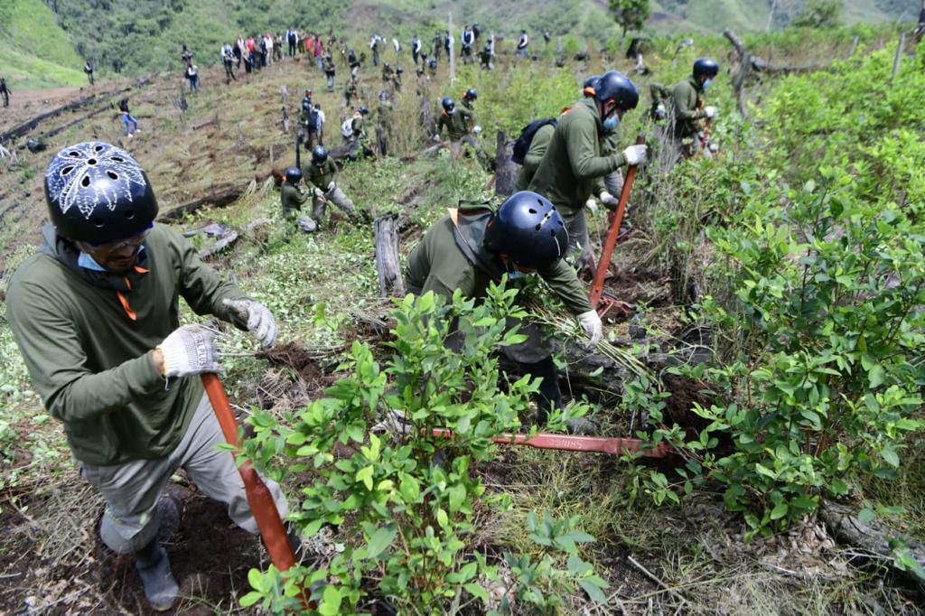 Mininter seguirá con labores de erradicación de hoja de coca tras superar meta anual