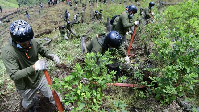 Mininter seguirá con labores de erradicación de hoja de coca tras superar meta anual