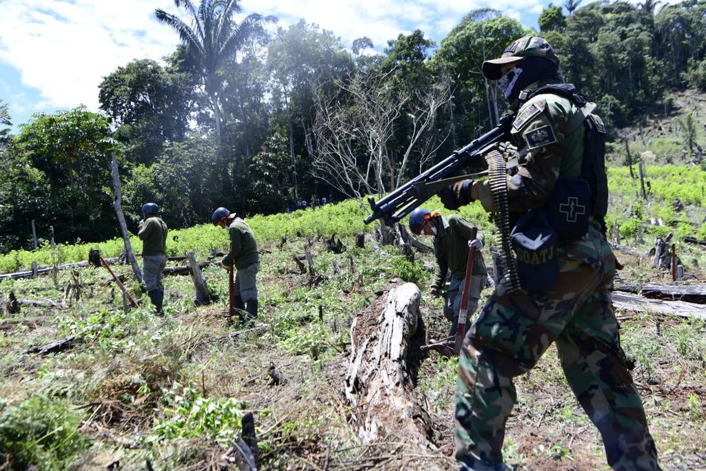Mininter seguirá con labores de erradicación de hoja de coca tras superar meta anual