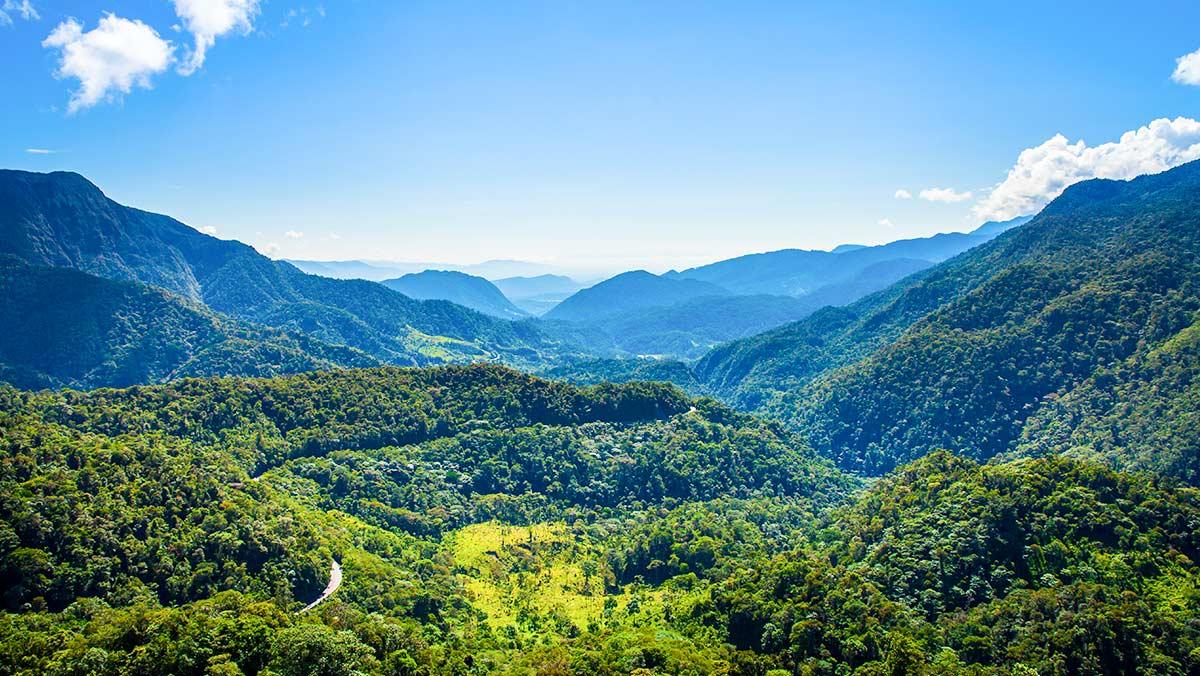 Bosque de Protección Alto Mayo