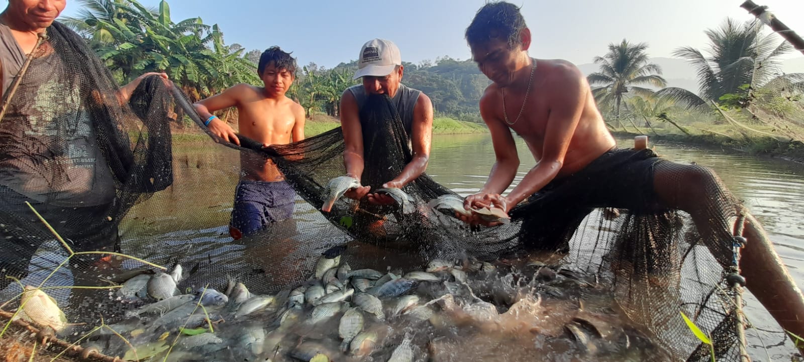 Acuicultores reciben asistencia técnica por parte de extensionistas del Proyecto Tilapia