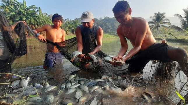 Acuicultores reciben  asistencia técnica por parte de extensionistas del Proyecto Tilapia