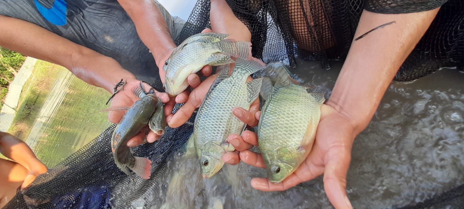 Como parte de las acciones se realiza el control biométrico de tamaño y peso, monitoreo de los parámetros físicos y químicos del agua.