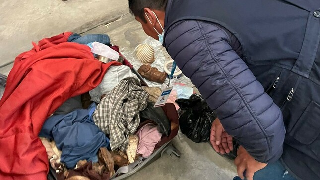 Tacna: Ministerio de Cultura recupera dos bienes culturales prehispánicos hallados en empresa de encomiendas