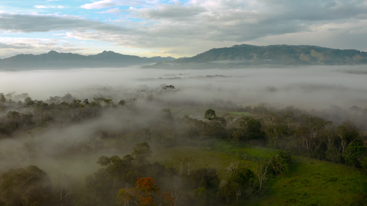 Foto bosques tropicales