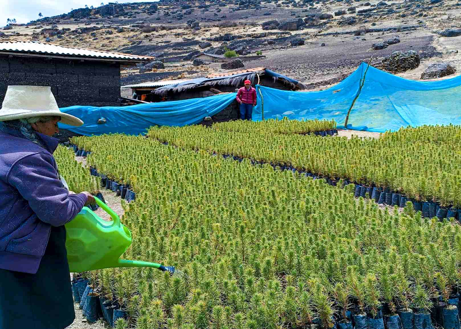 Foto de la actividad de riego en los plantones producidos para forestar el río Tablachaca