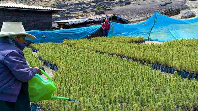Foto de la actividad de riego en los plantones producidos para forestar el río Tablachaca