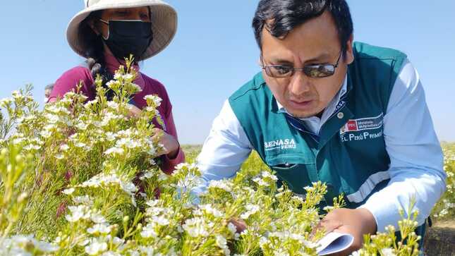 Perú inicia exportaciones de flores a Colombia