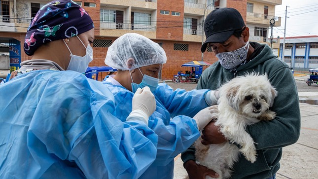 Vacunación canina en Tocache