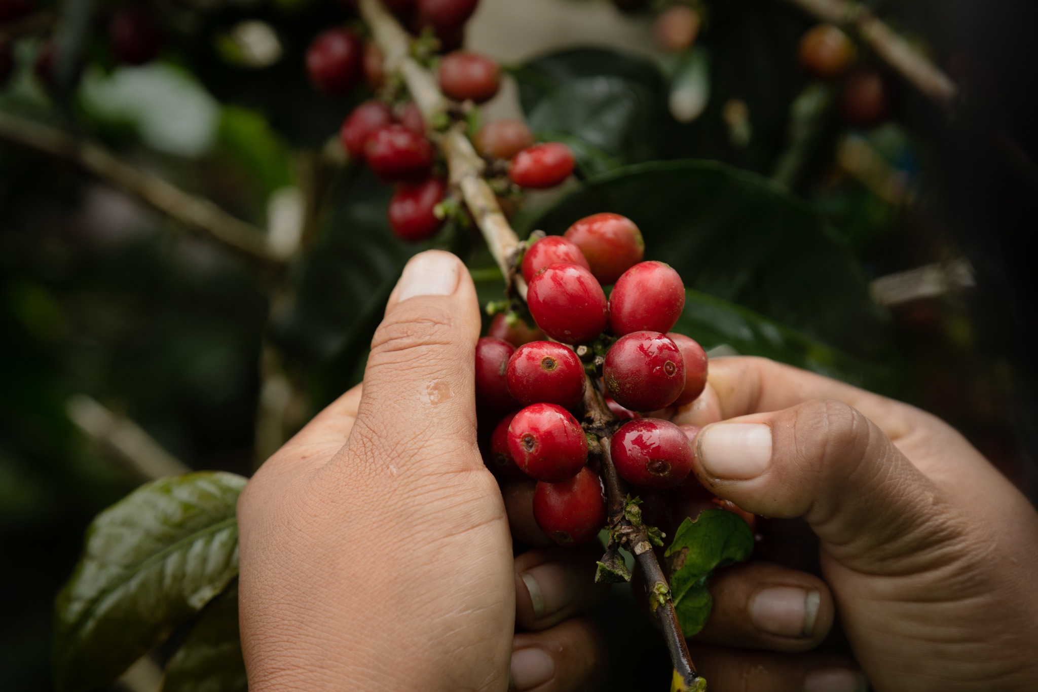 Congreso abordará los siguientes ejes: política cafetalera, hacia un café libre de deforestación y resiliente, innovación en café, institucionalidad cafetalera, mercado del café, financiamiento para la cadena de café y cooperativismo.