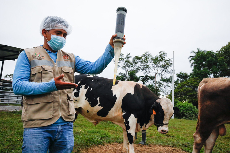 Proceso de inseminación artificial con semen fresco se realiza en la granja ganadera de Calzada