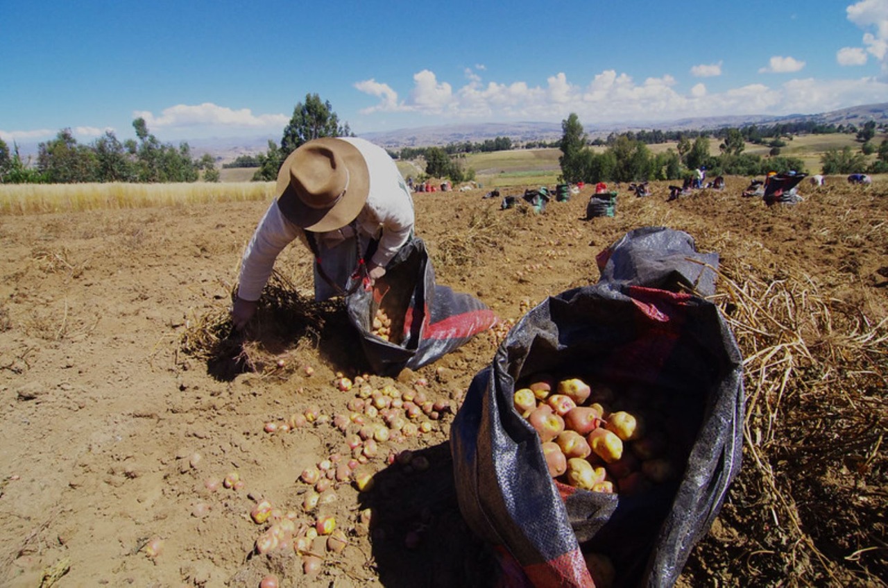 Agro Rural adjudicó contrato de compra tras culminar proceso de licitación con 21 empresas postoras.