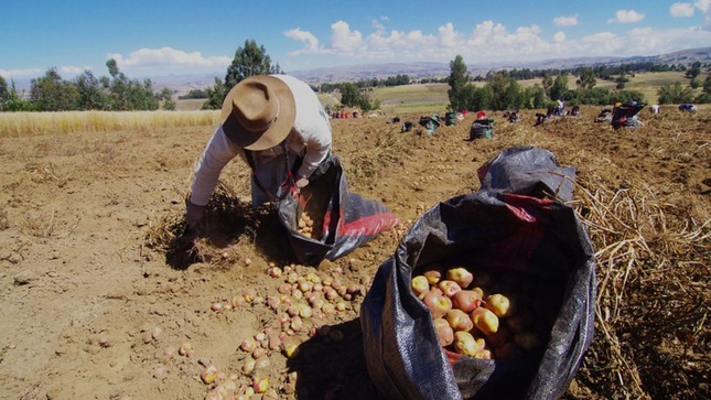 Agro Rural adjudicó contrato de compra tras culminar proceso de licitación con 21 empresas postoras.