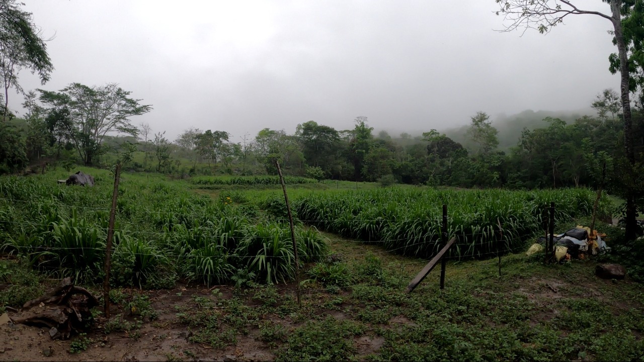 Plantación de maíz chala para alimento del ganado