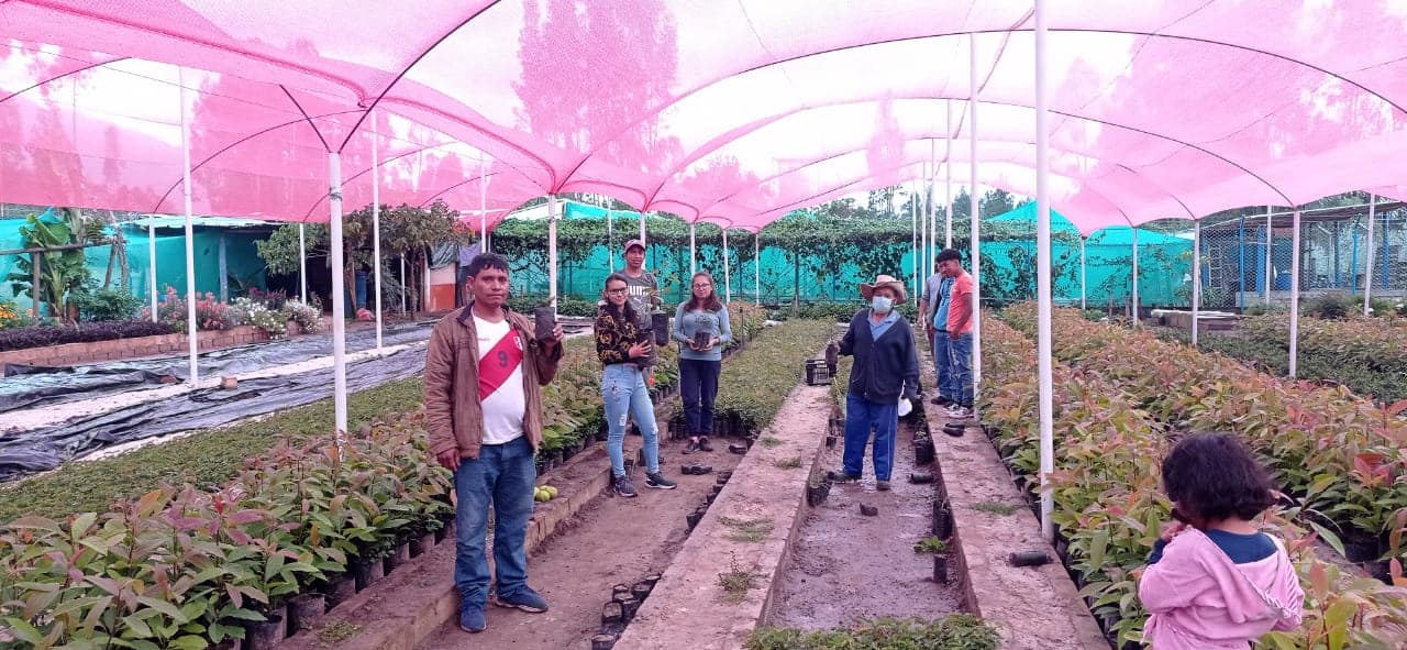 Entrega de plantones de tara y palta a diferentes caseríos de la provincia