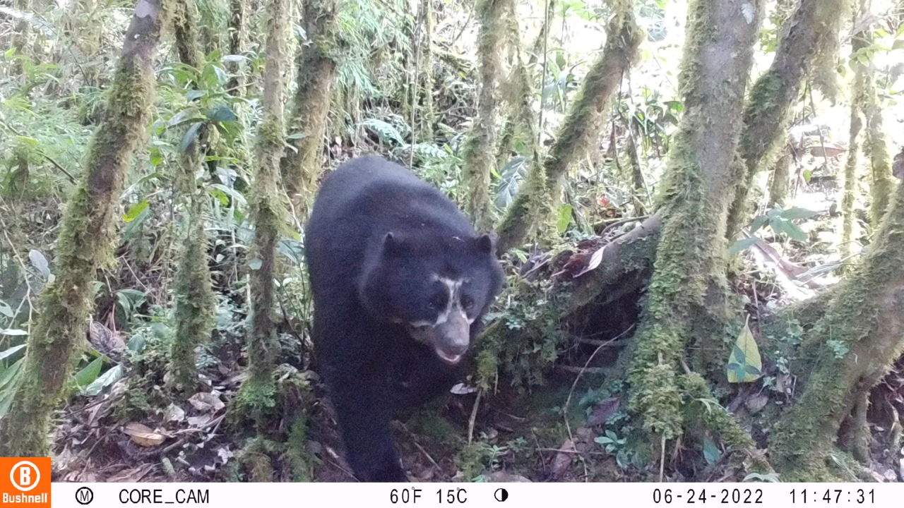 Oso de anteojos Parque Nacional Yanachaga Chemillén