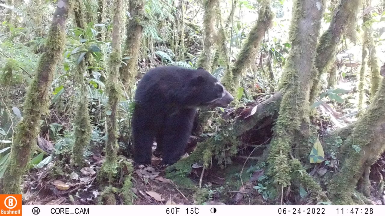 Oso de anteojos Parque Nacional Yanachaga Chemillén