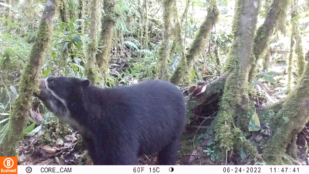 Oso de anteojos Parque Nacional Yanachaga Chemillén