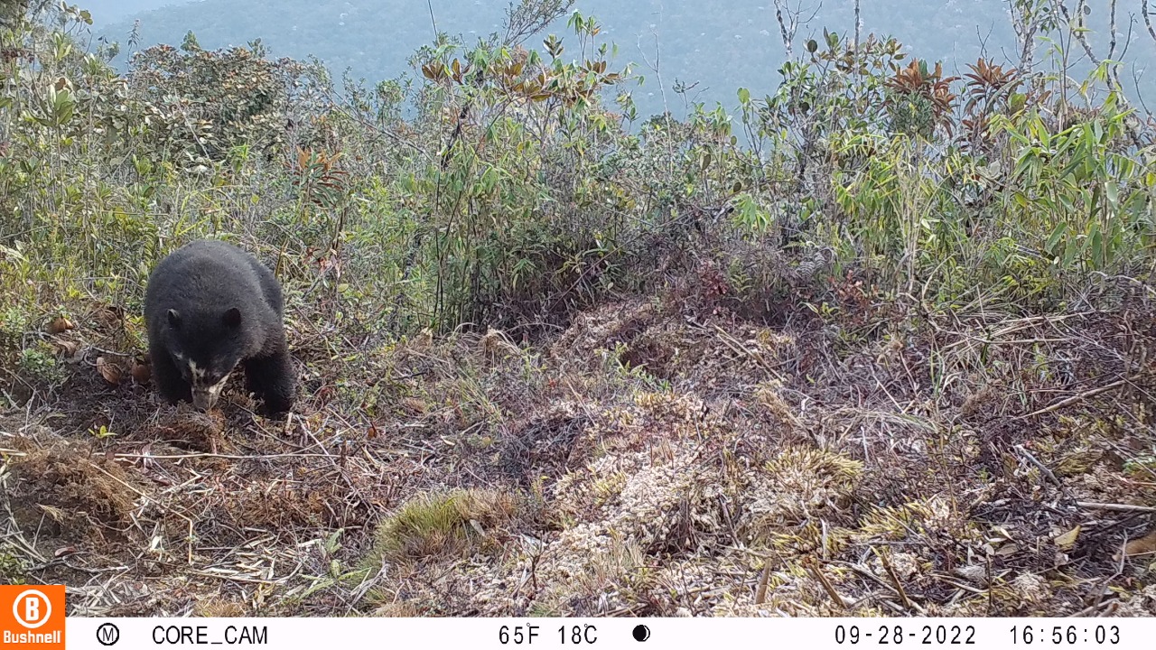Oso de anteojos Parque Nacional Yanachaga Chemillén