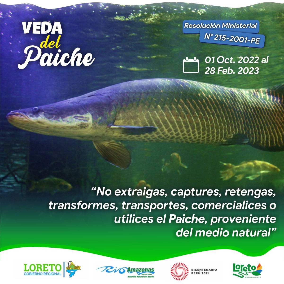 Comenzó La Veda Del Paiche