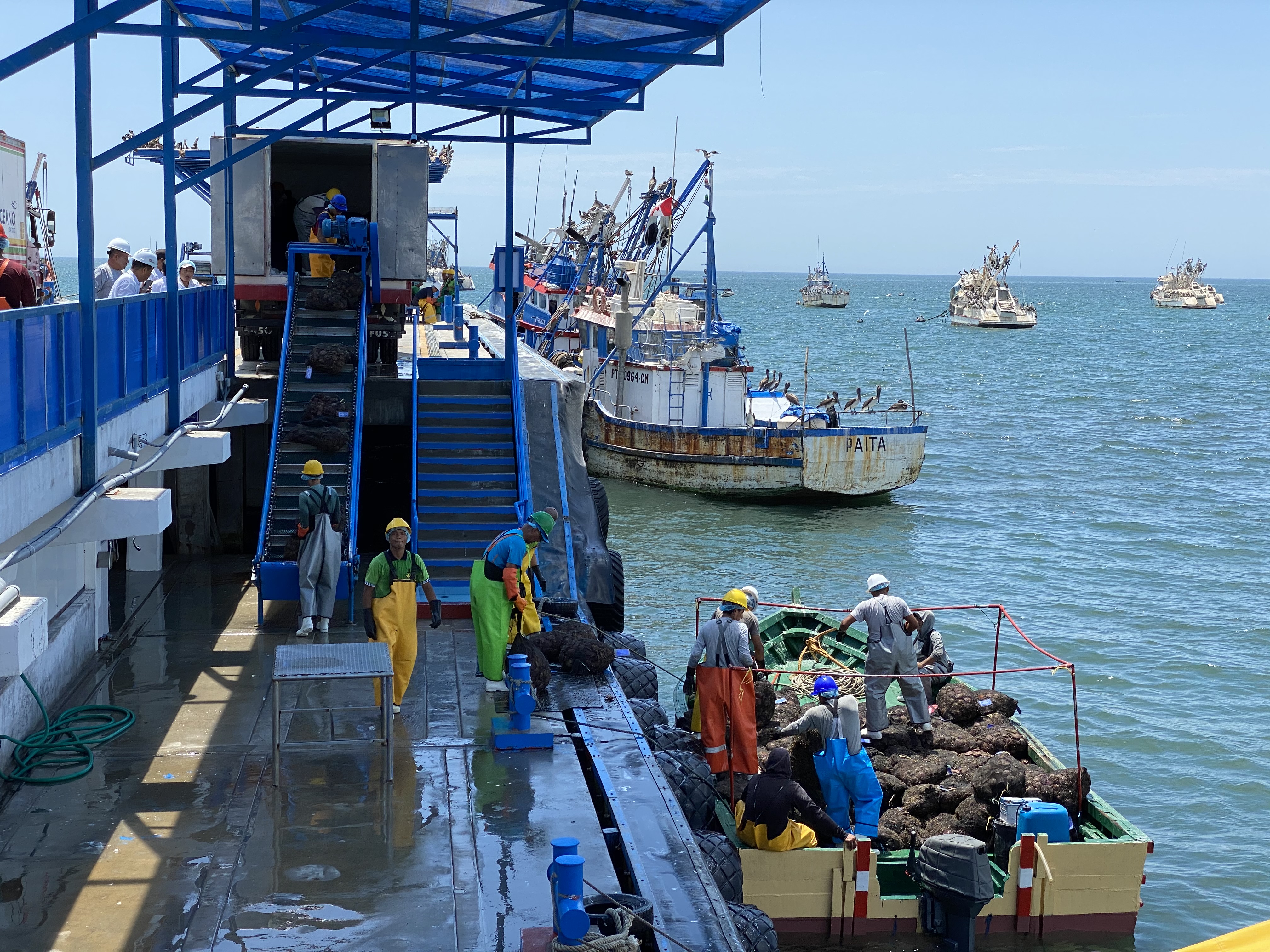 Sanipes realizó monitoreos sanitarios en 197 puntos de la bahía de Sechura donde se produce conchas de abanico para exportación