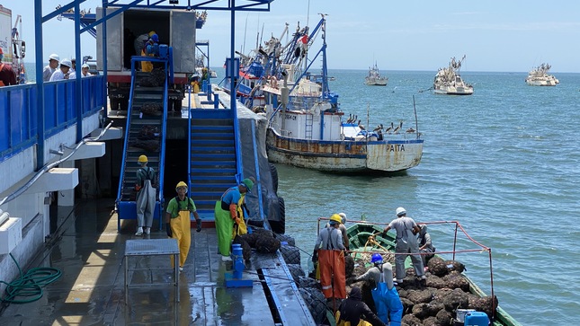 Sanipes realizó monitoreos sanitarios en 197 puntos de la bahía de Sechura donde se produce conchas de abanico para exportación