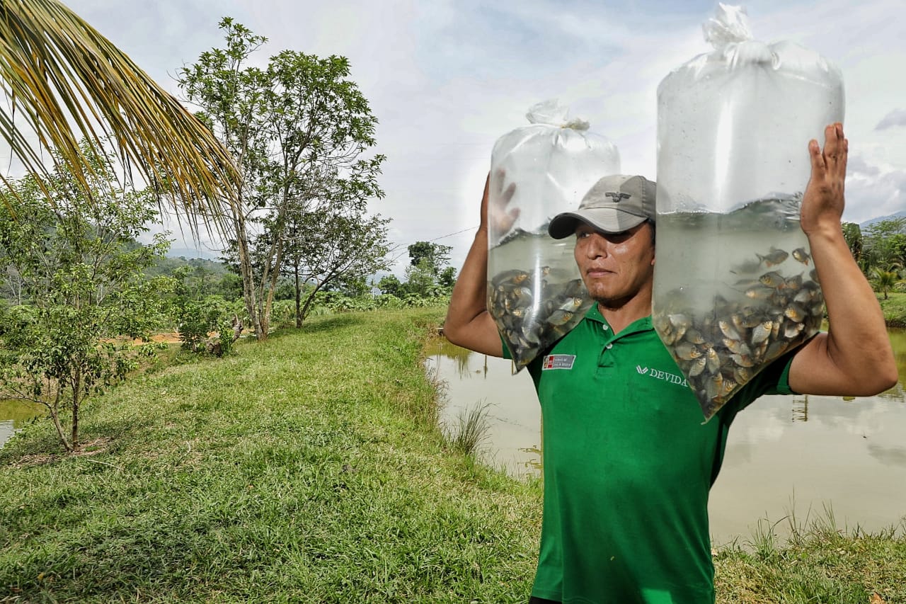 Devida entrega más de 29 mil alevinos de paco a comunidad nativa de Sampatuari