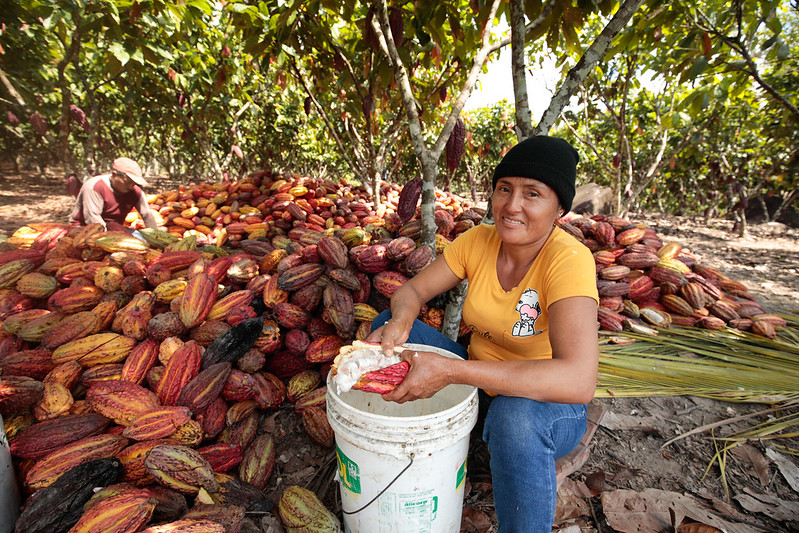 Proyecto Cacao de la Dirección Regional de Agricultura ha capacitado en innovación tecnológica a 7 mil 200 productores en toda la región San Martín