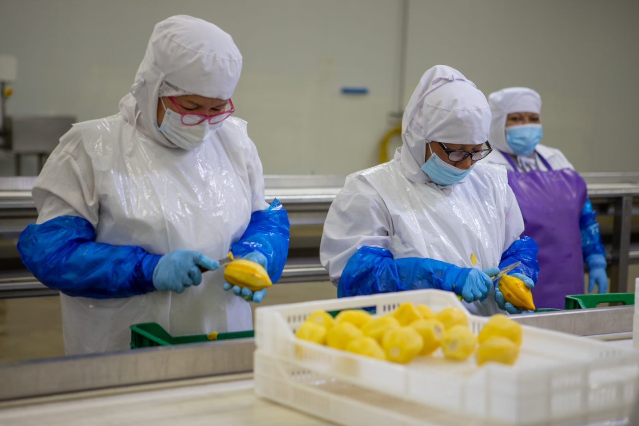 Imagen de productores de papayita andina