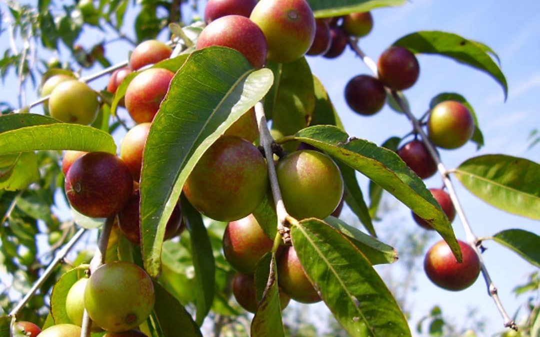 Inacal promueve estándares de calidad en la cadena productiva de Camu Camu