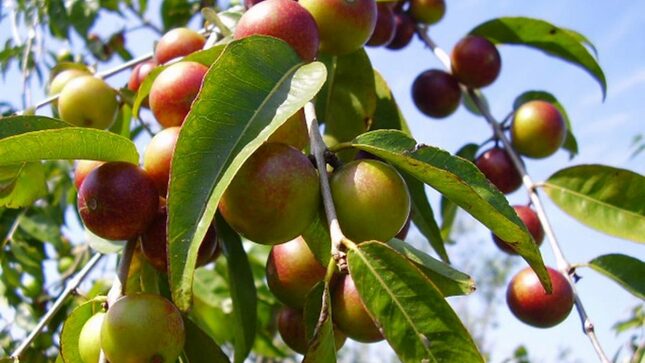 Inacal promueve estándares de calidad en la cadena productiva de Camu Camu 
