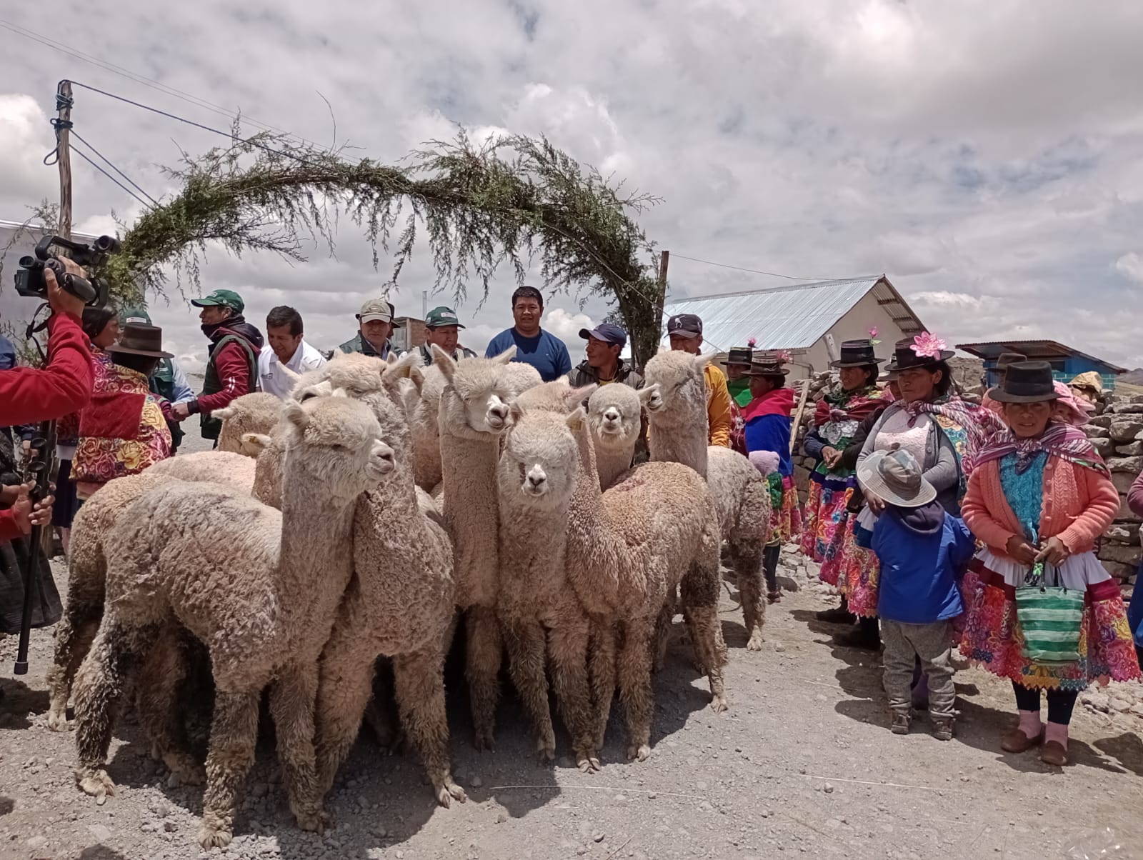 Agro Rural, del Midagri, busca generar el desarrollo económico social de 1.228 familias alpaqueras. Distribución inició este 2 de noviembre. 