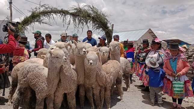 Agro Rural, del Midagri, busca generar el desarrollo económico social de 1.228 familias alpaqueras. Distribución inició este 2 de noviembre. 