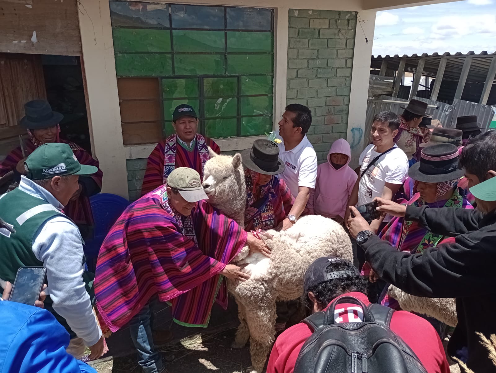Agro Rural, del Midagri, busca generar el desarrollo económico social de 1.228 familias alpaqueras. Distribución inició este 2 de noviembre. 