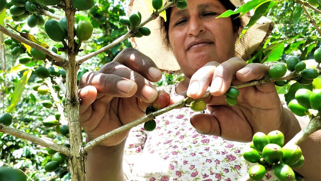 Senasa - Producción orgánica