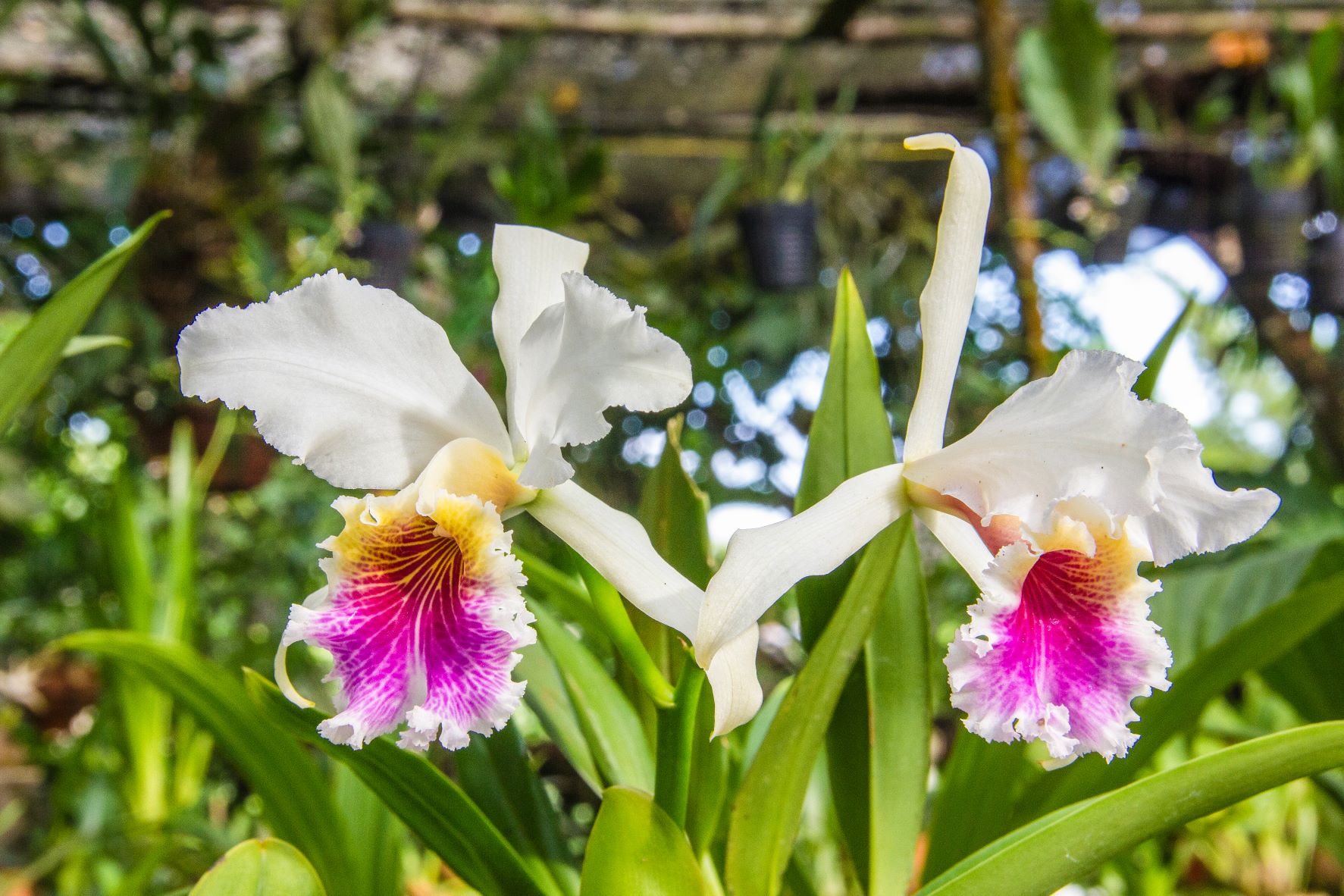 Cattleya Rex