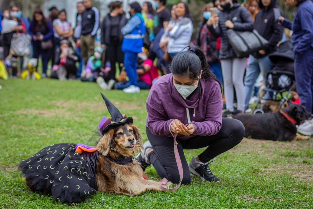 Perro disfrazado por temática Halloween.