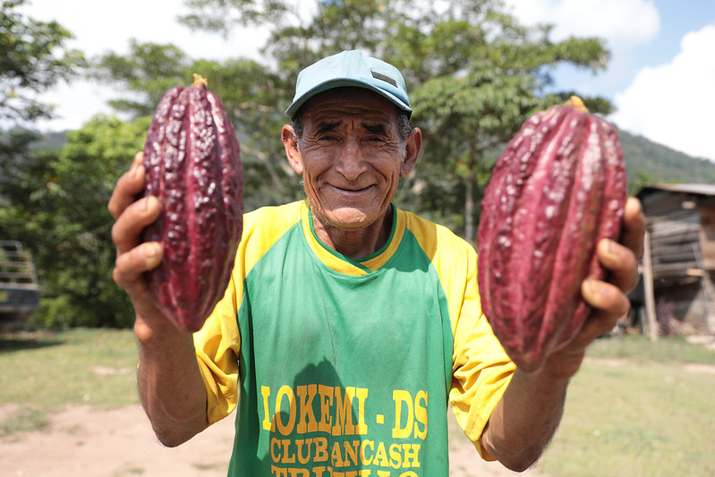 Productor cacaotero.