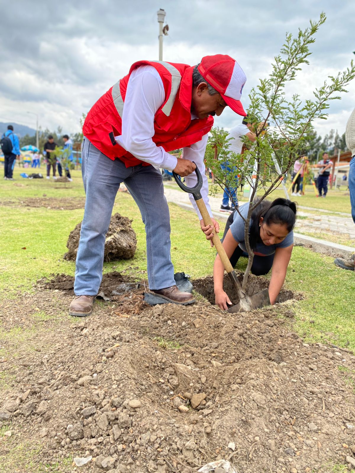 Más de 250 plantaciones de árboles de diferentes especies nativas de la región, son instaladas en el parque de la explanada del complejo Qha