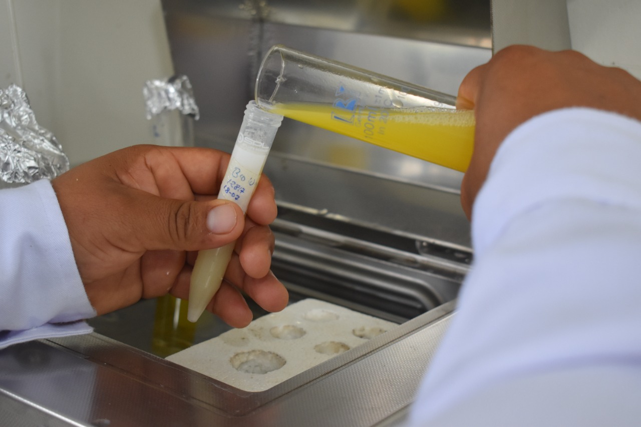 Inseminación semen fresco para producción de ganado con semen fresco